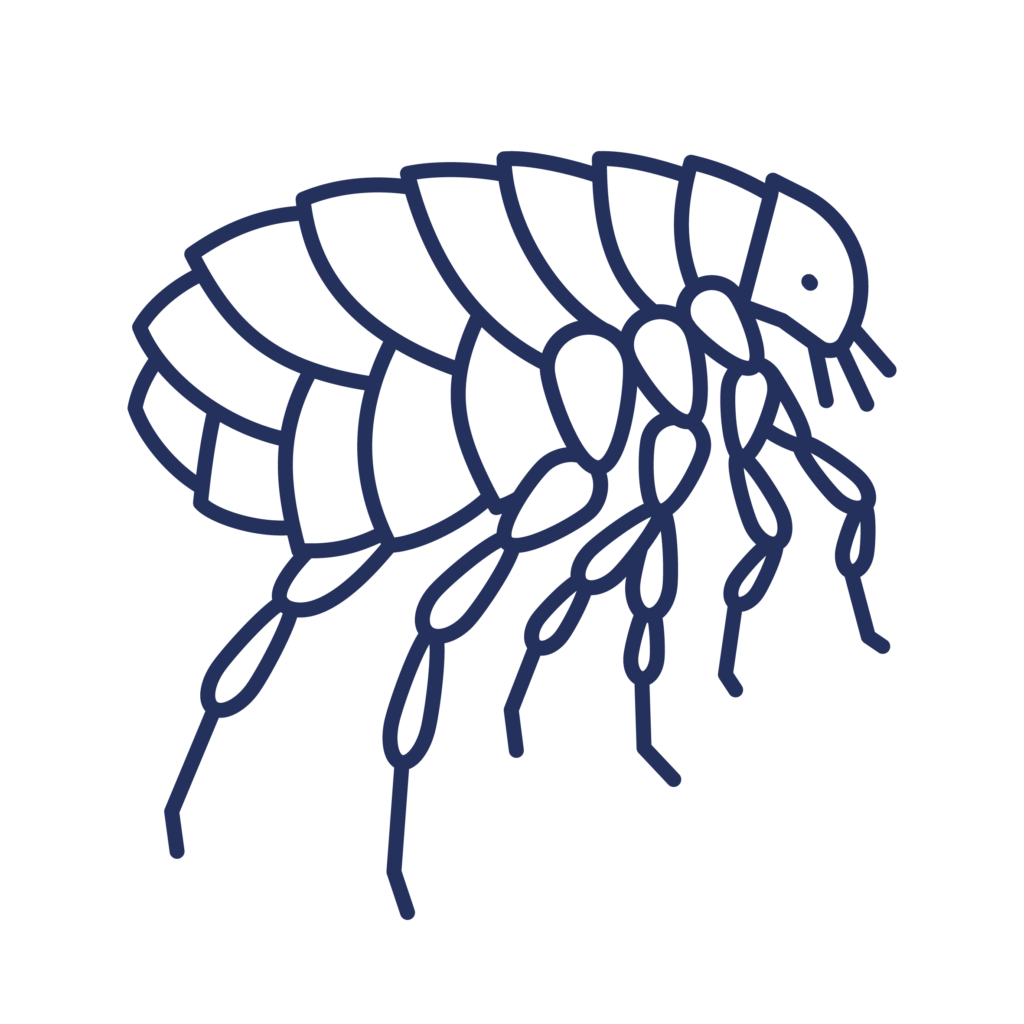 Illustration of a flea depicted in a stylized, geometric design with segmented body parts against a black background. The flea is outlined in bold lines, emphasizing its legs and antennae.