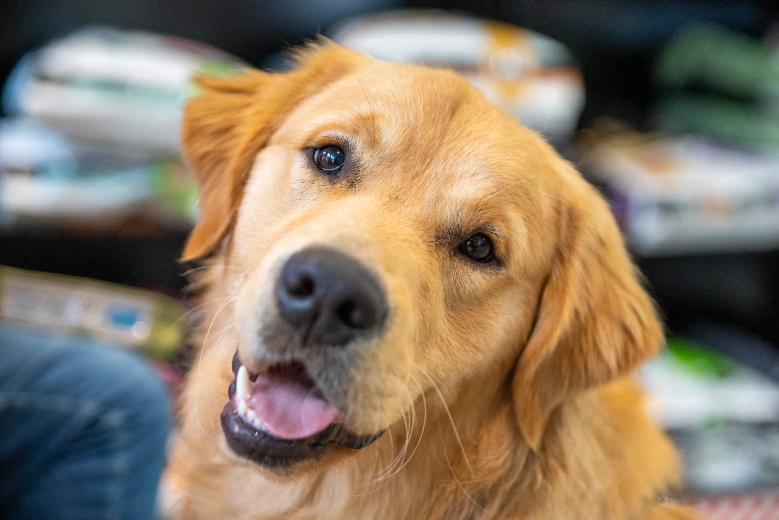 A golden retriever with a shiny coat tilts its head and has a playful, open-mouthed expression. The background is softly blurred, making the dogs gentle eyes and wet nose stand out prominently.