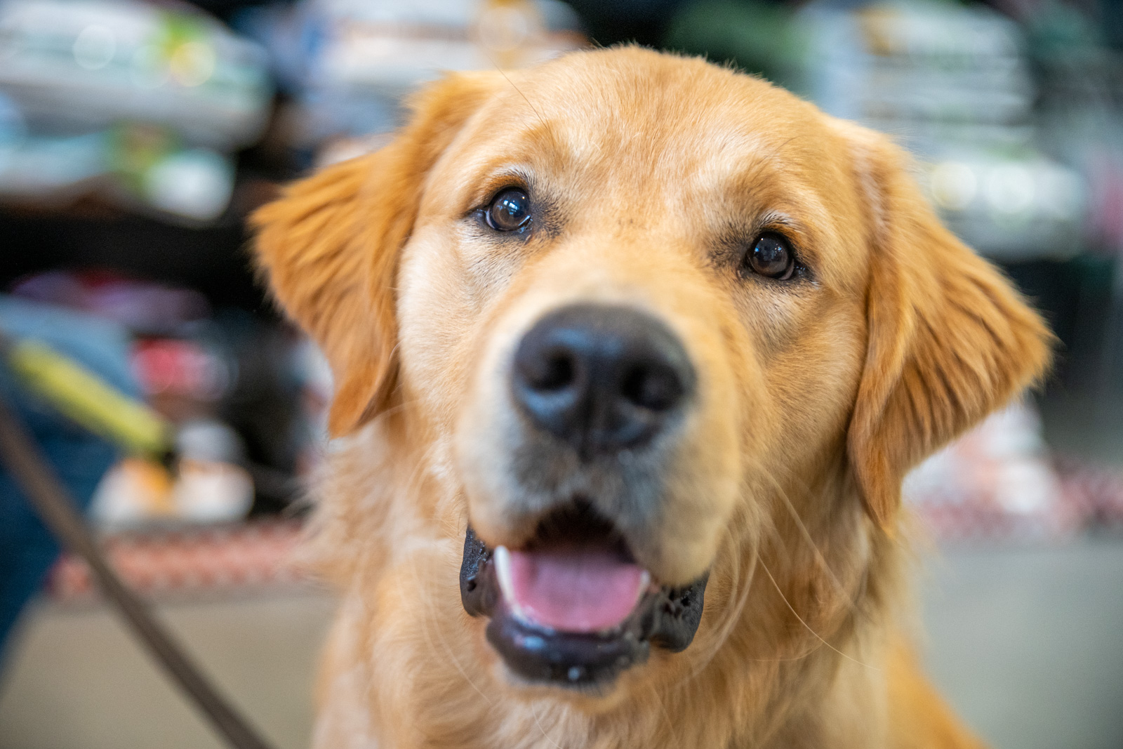 A close-up of a happy, golden retriever dog, looking directly at the camera. The dog has a shiny coat and its mouth is slightly open, displaying a friendly demeanor. The background is softly blurred, showcasing pet supplies.
